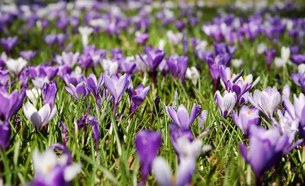 Purple flowers in grass