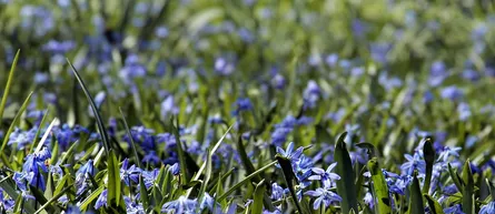 Blue wildflowers blooming in a field