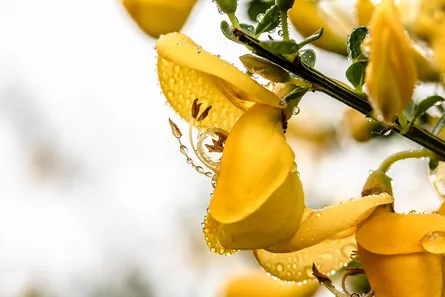 Yellow flowers on tree