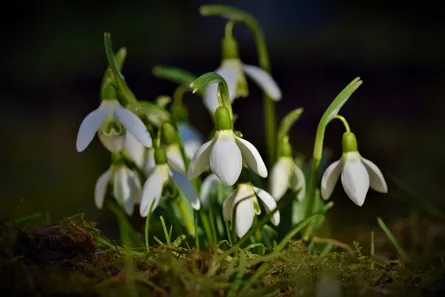 Wildflowers growing in a field