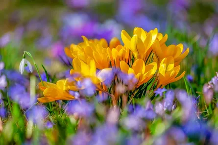 Daffodils in field