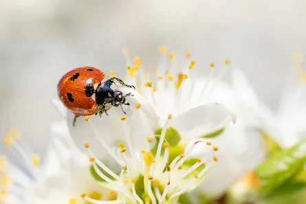 Ladybug on flower