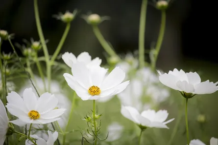 Beautiful white flowers