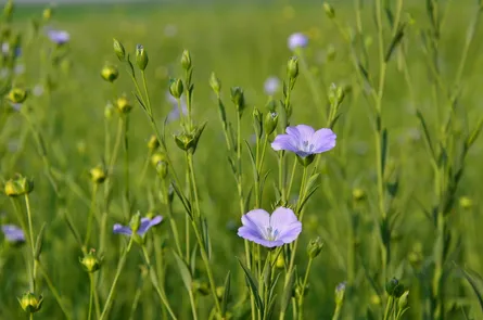 Vivid flowers in field