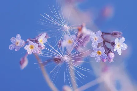 Pale purple flowers