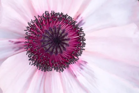 Close up of flower