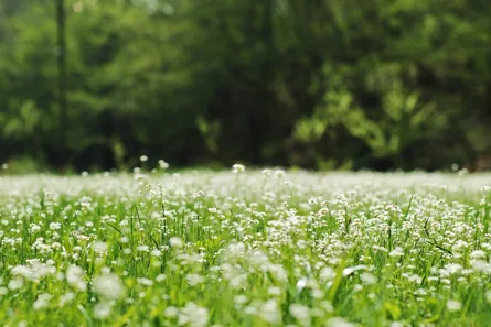 Green grass with flowers