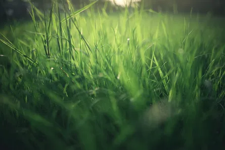 Light green grass