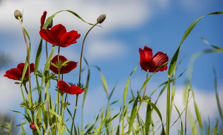 Red poppies in field