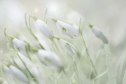 Beautiful white flowers