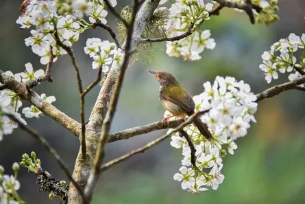 Bird on blossom tree