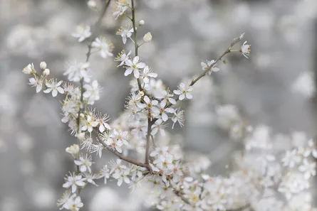 Flower branch