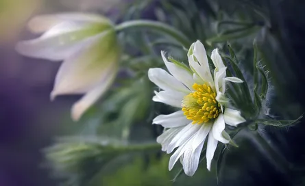 Flower blooms in garden