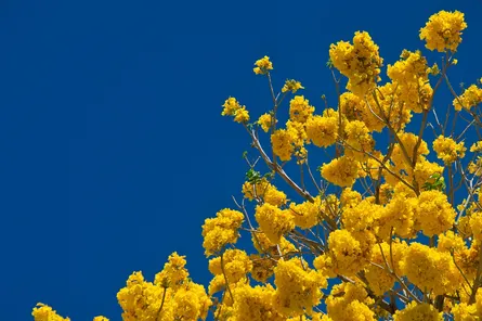 Yellow flowers on tree