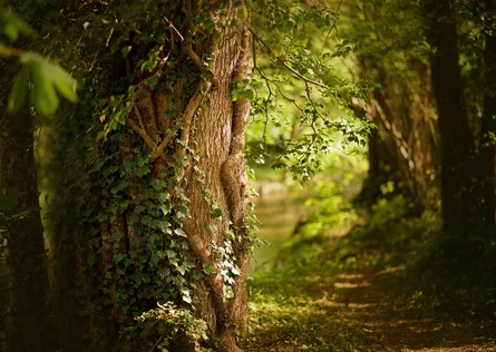 Narrow path in forest