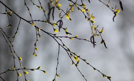 Yellow tree branches