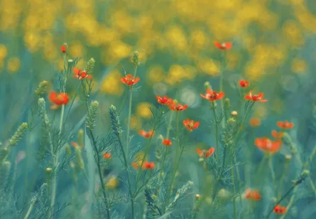 Colorful poppies field