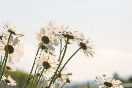 Flowers in foreground