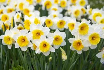 Yellow daffodils