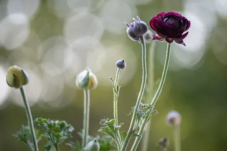 Flowers with blurry background