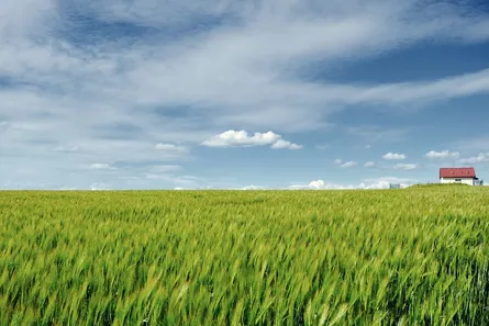 Fields of golden wheat