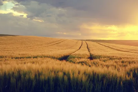 Golden wheat field in sunlight