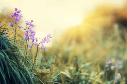 Purple flowers in field