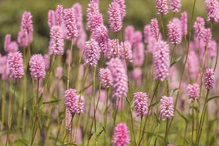 Pink wildflowers