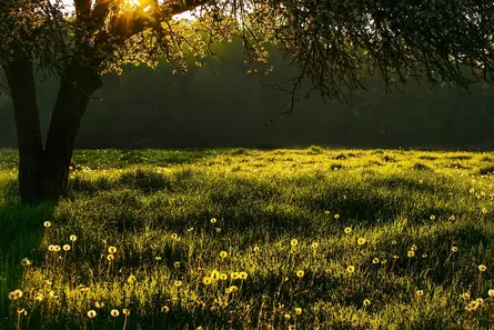 Sunlit wildflowers