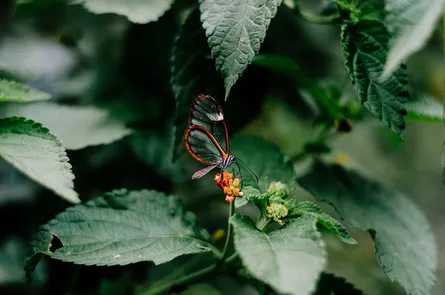 Butterfly perched on plant