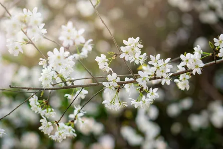 Blurred flowering tree