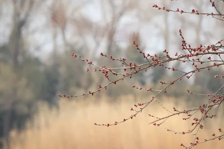 Spring tree blossoms