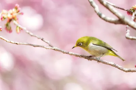 Bird on branch