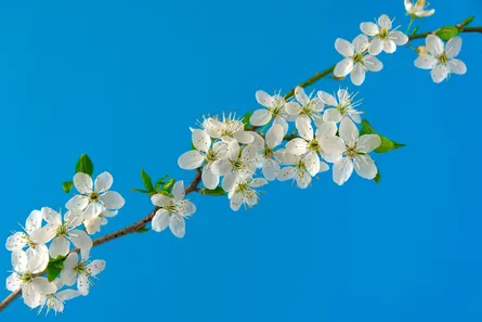 White blossoms on branches