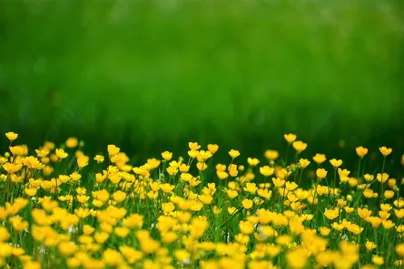 Yellow flowers in grass