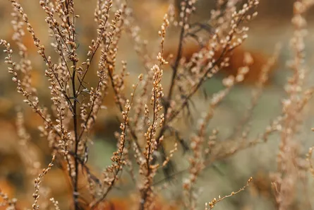 Dried wildflowers