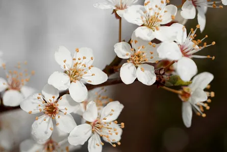 Branch of cherry blossoms