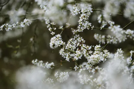 White flowers on tree