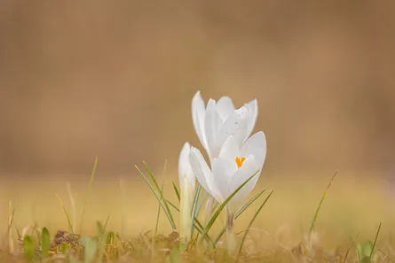 White flower in grass