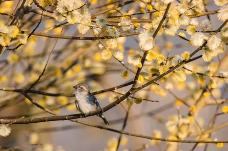 Bird in tree