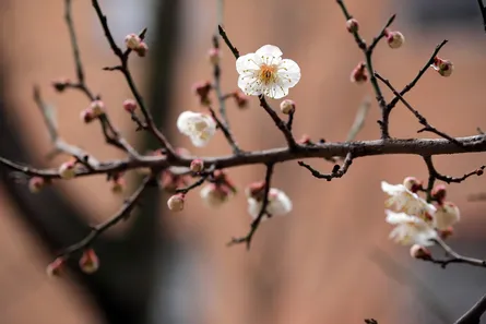 Tree with pink blossoms