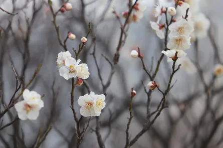 White flowers on branches