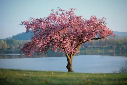 Pink tree with branches touching