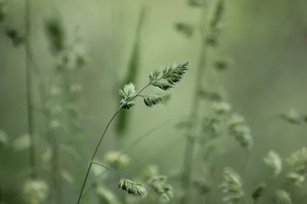 Blurred plants in foreground