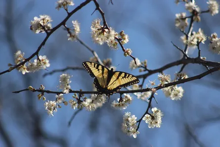 Butterfly on branch