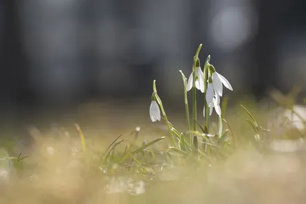 Small white flowers