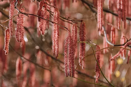 Red flowers swaying