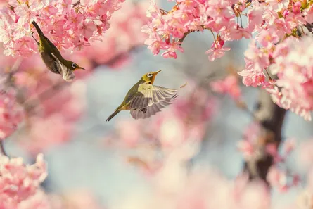 Birds in cherry blossom