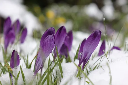 Snowy purple tulips