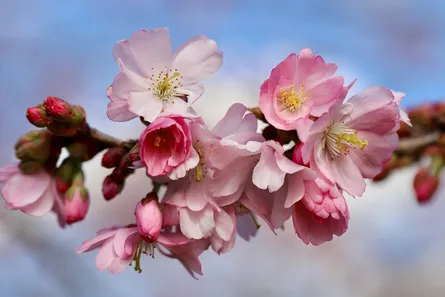 Pink flowers on tree